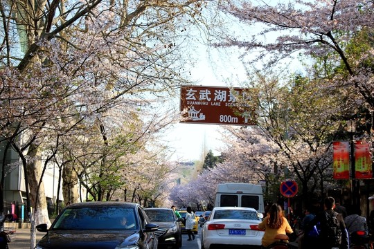 櫻花