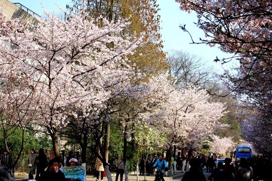櫻花