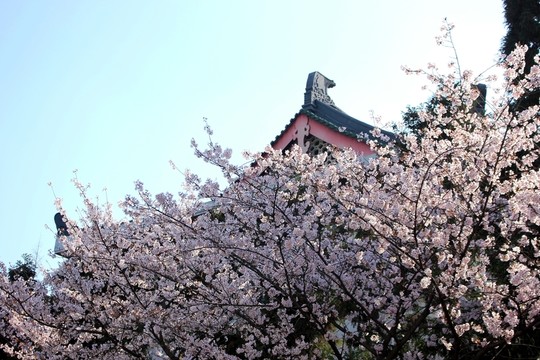 櫻花