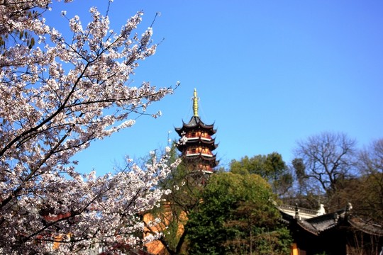 櫻花