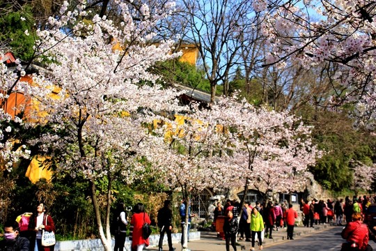 櫻花