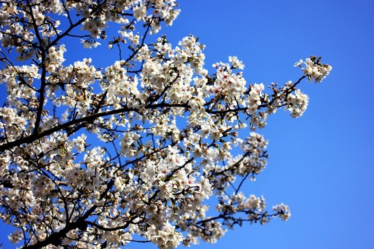 櫻花