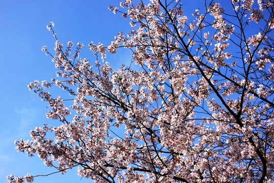 櫻花