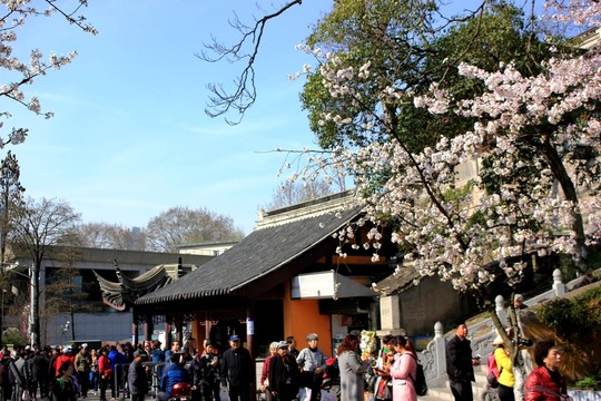 櫻花