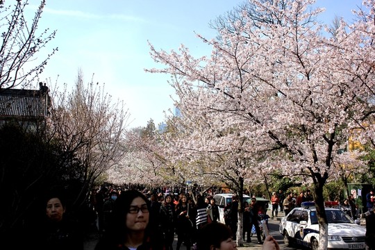 櫻花