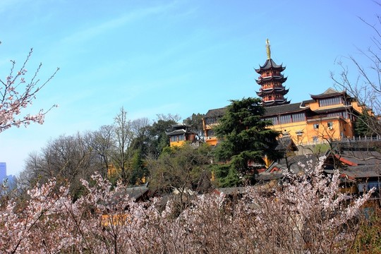 櫻花