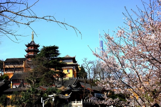 櫻花