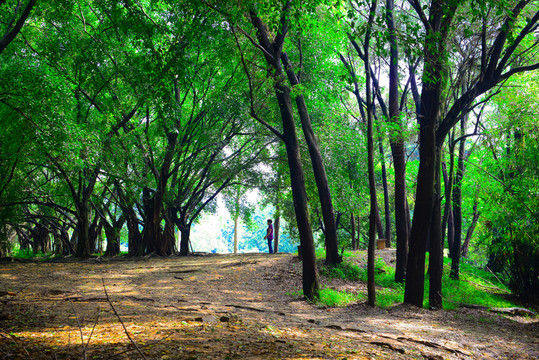 森林公園