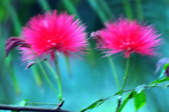 毛絨花