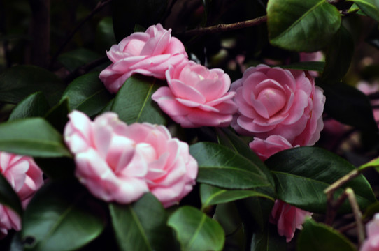 山茶花
