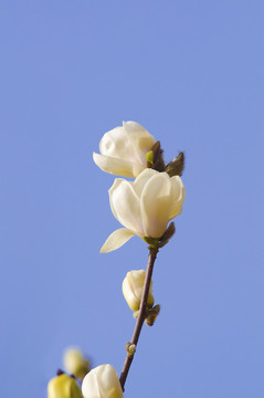 白色玉蘭花