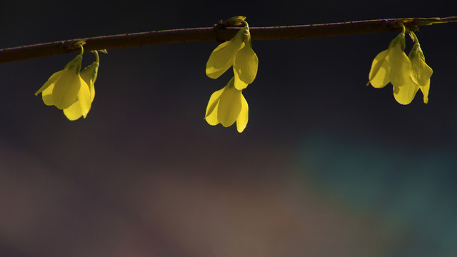 金鐘花