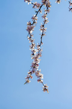 李花