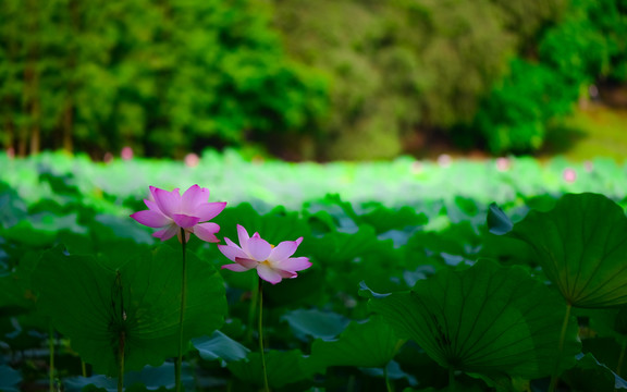 夏日荷花