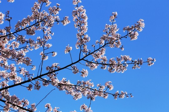 櫻花