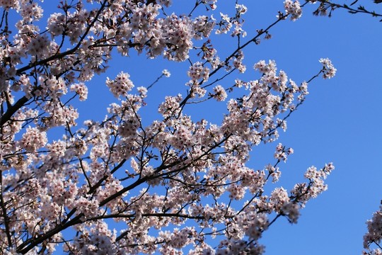 櫻花