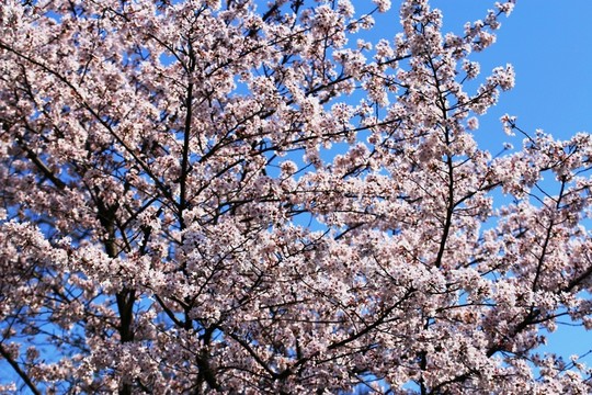 櫻花
