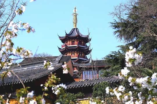南京雞鳴寺櫻花