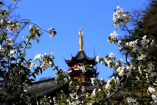 南京雞鳴寺櫻花