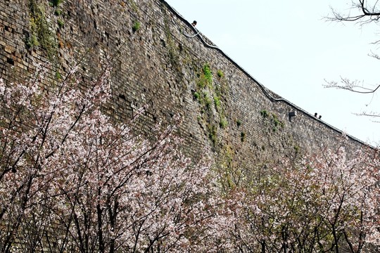 櫻花