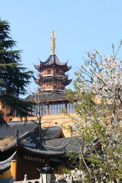 雞鳴寺櫻花
