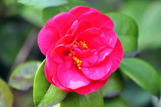 山茶花