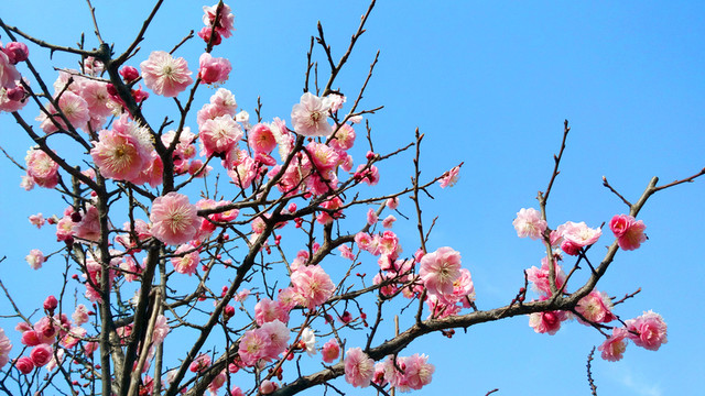 梅花
