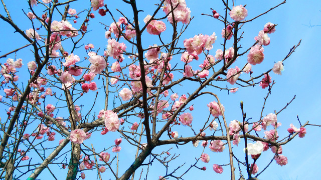 梅花