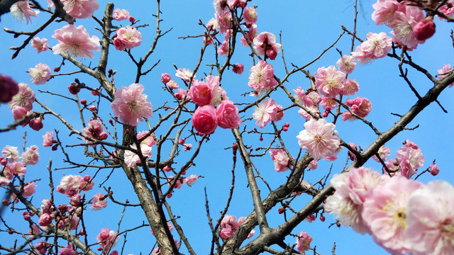 梅花