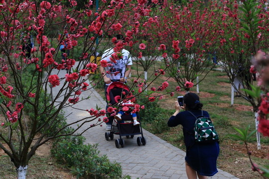 惠州博羅東山公園桃花盛開