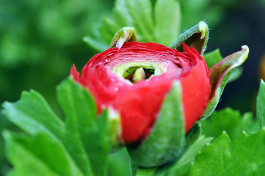 芹葉牡丹