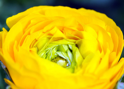 芹葉牡丹