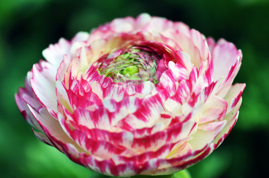 芹葉牡丹