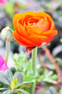 芹葉牡丹