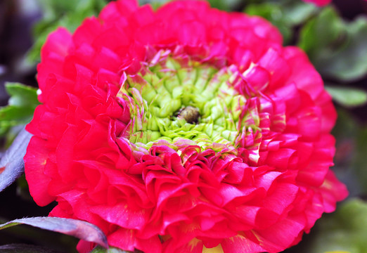 芹葉牡丹