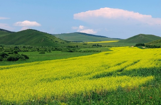 油菜田原野
