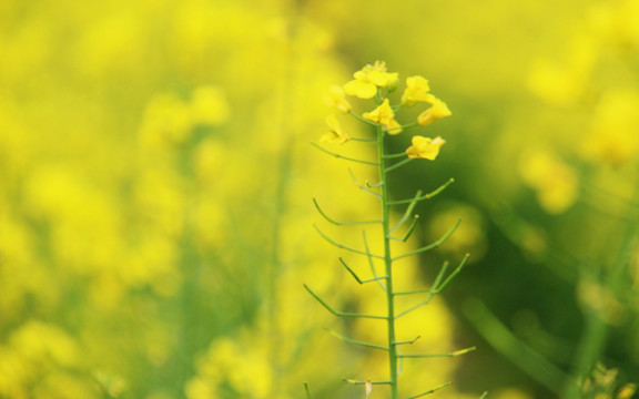油菜花高清圖