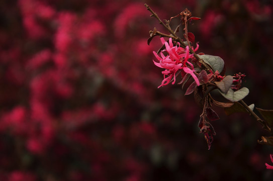 紅色花卉背景