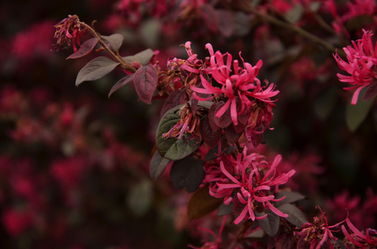 紅色花卉背景