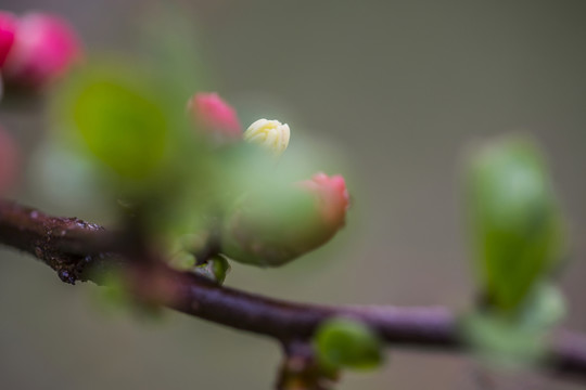 含苞欲放