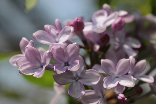 丁香花