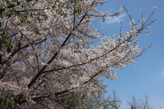 櫻花