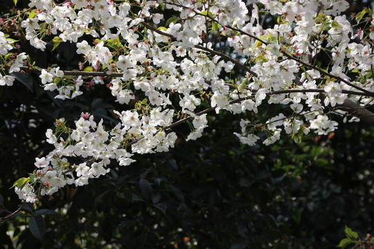 櫻花