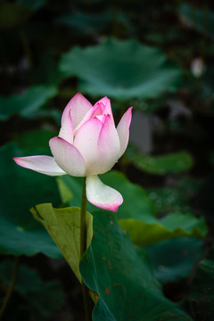 廣州番禺蓮花水鄉(xiāng)