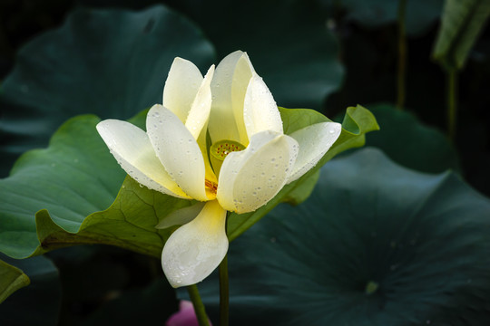 廣州番禺蓮花水鄉(xiāng)