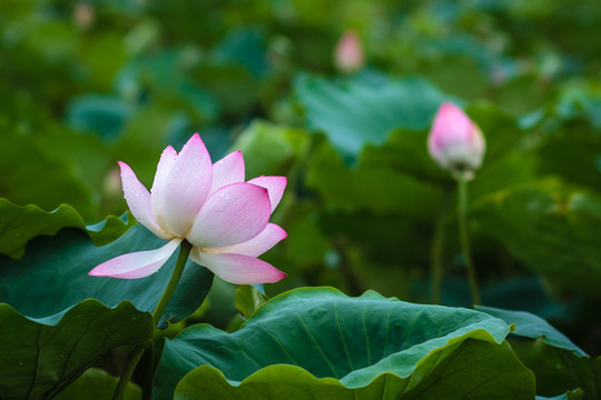 廣州番禺蓮花水鄉(xiāng)