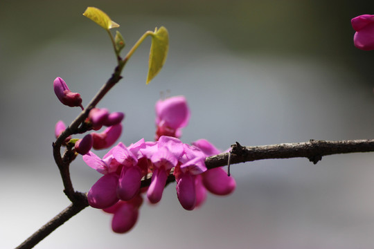 紫色小花