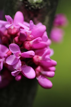 紫荊花