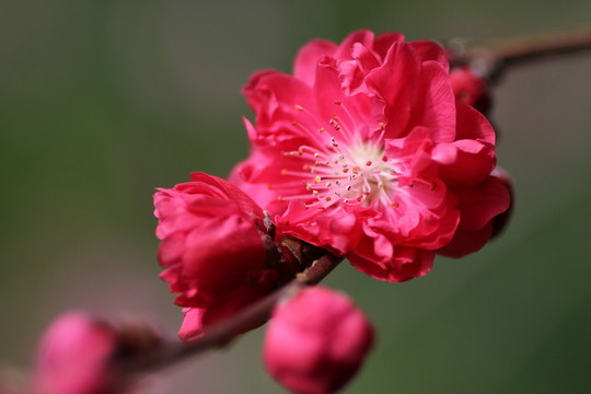 紅梅