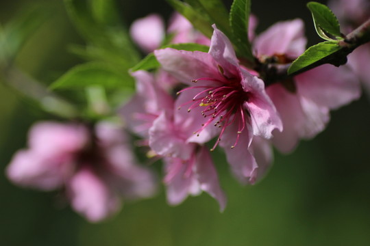 桃花